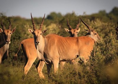 Broadwater River Resort & Nature Retreat - Sunset Lodge